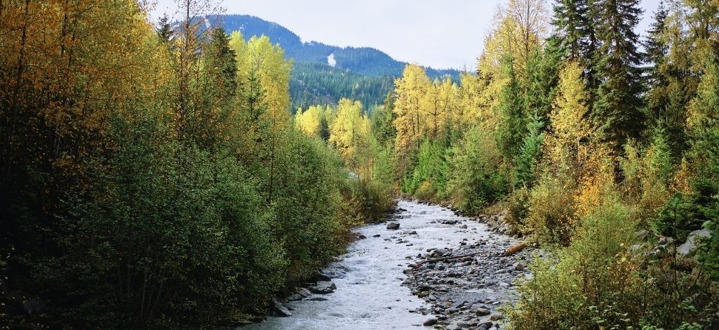Fitzsimmons Creek running through a forested mountain valley in Whistler