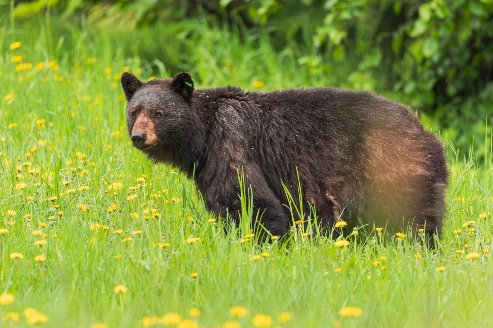Close-up of a wild bear on grassy ground near Blackcomb Springs Suites