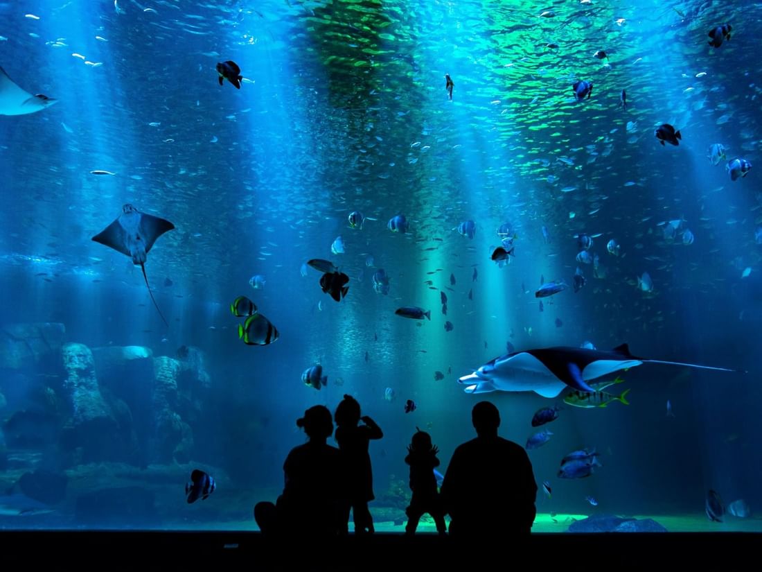Sharjah Aquarium