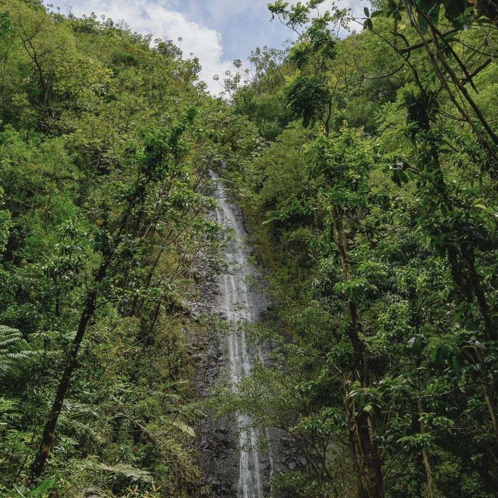 Low angle view of Manoa Falls near Waikiki Resort Hotel by Sono