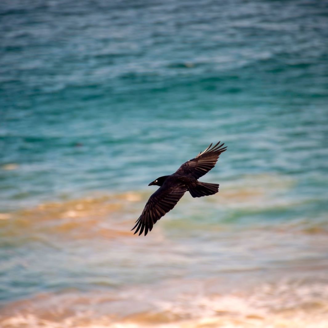 Close up on crow flying at the sea near  Freycinet Lodge