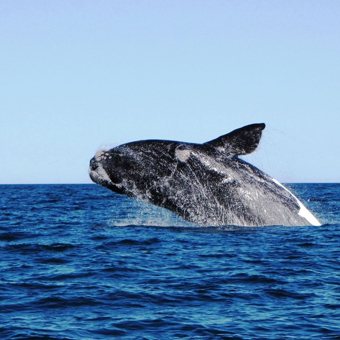 Whale in Puerto Madryn in Patagonia, Argentina near DOT Hotels