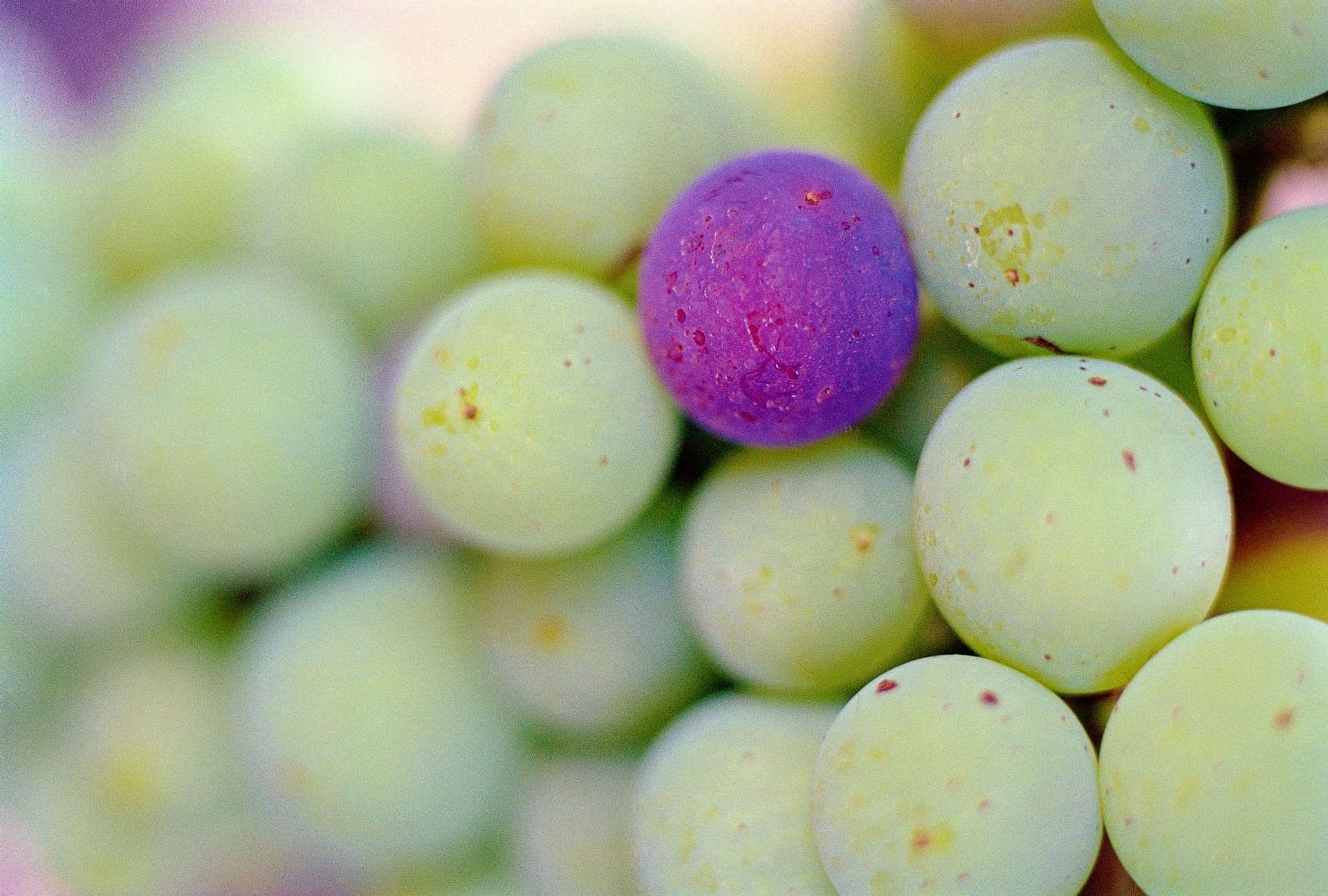 green grapes and a purple grape