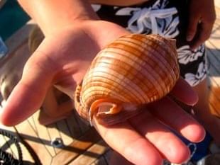 A Kid holding a sea shell at Pervanovo Vila Riva Apartments