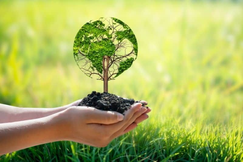 Picture of a tree seedling at Ibis Sydney World Square