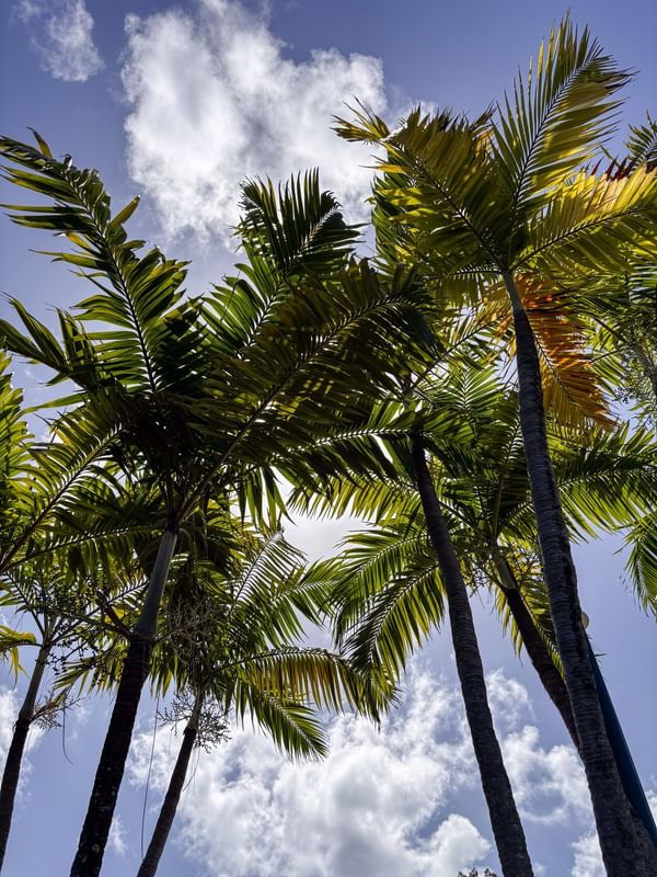 Lush palm fronds by tall trunks under a bright sky surrounding a tropical canopy at Warwick Paradise Island Bahamas