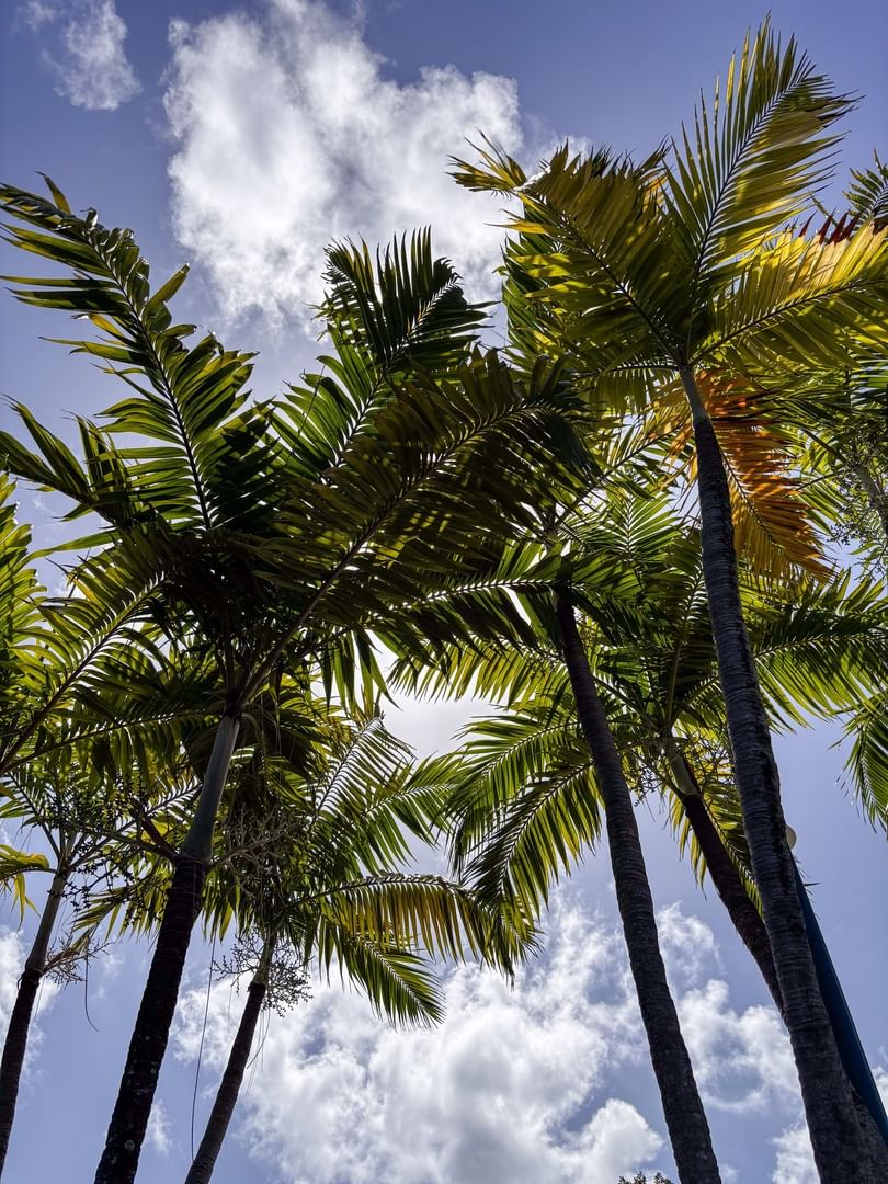 Lush palm fronds by tall trunks under a bright sky surrounding a tropical canopy at Warwick Paradise Island Bahamas