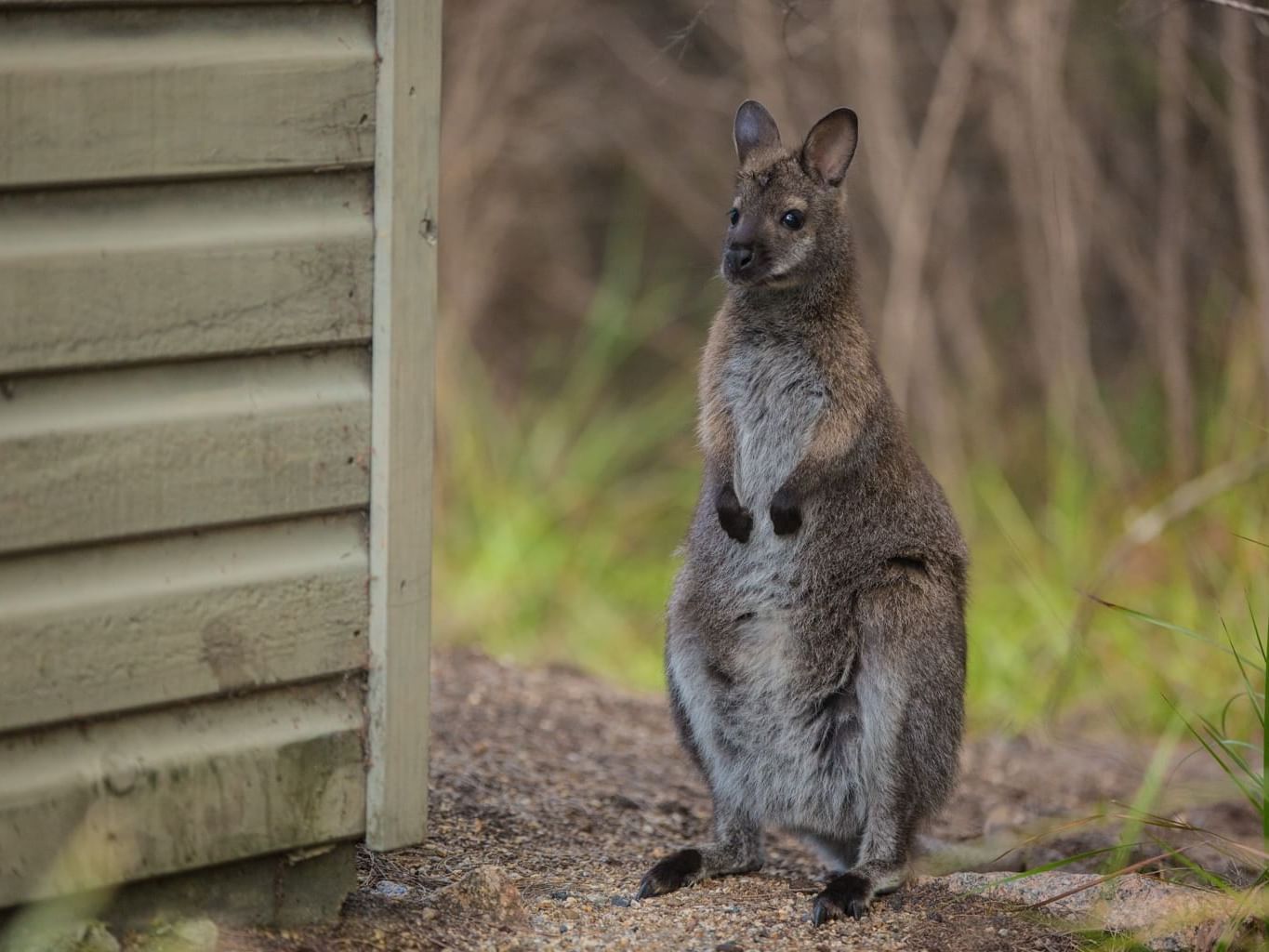 A baby kangaroo at the national park near Freycinet Lodge