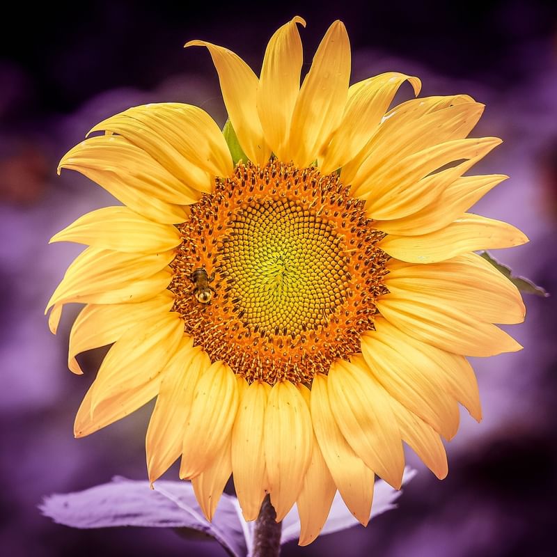 Close-up of a bloomed sunflower at Warwick Melrose - Dallas