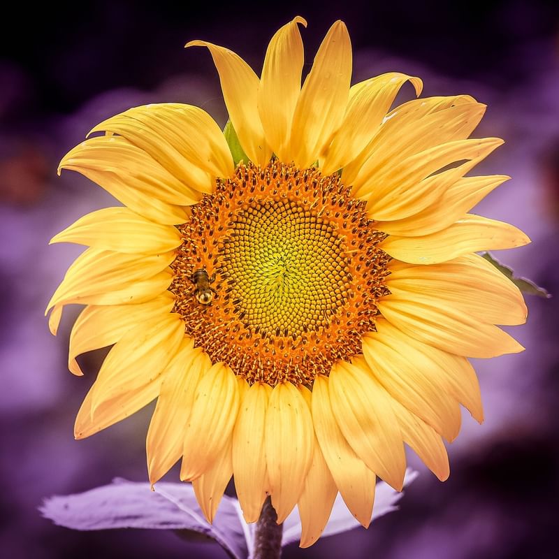 Close-up of a bloomed sunflower at Warwick Melrose Dallas