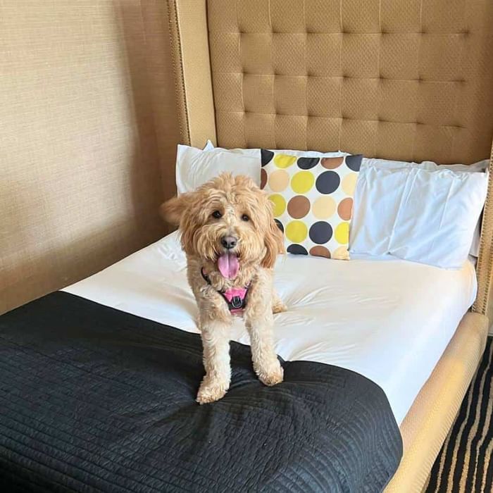 dog friendly asbury park hotels