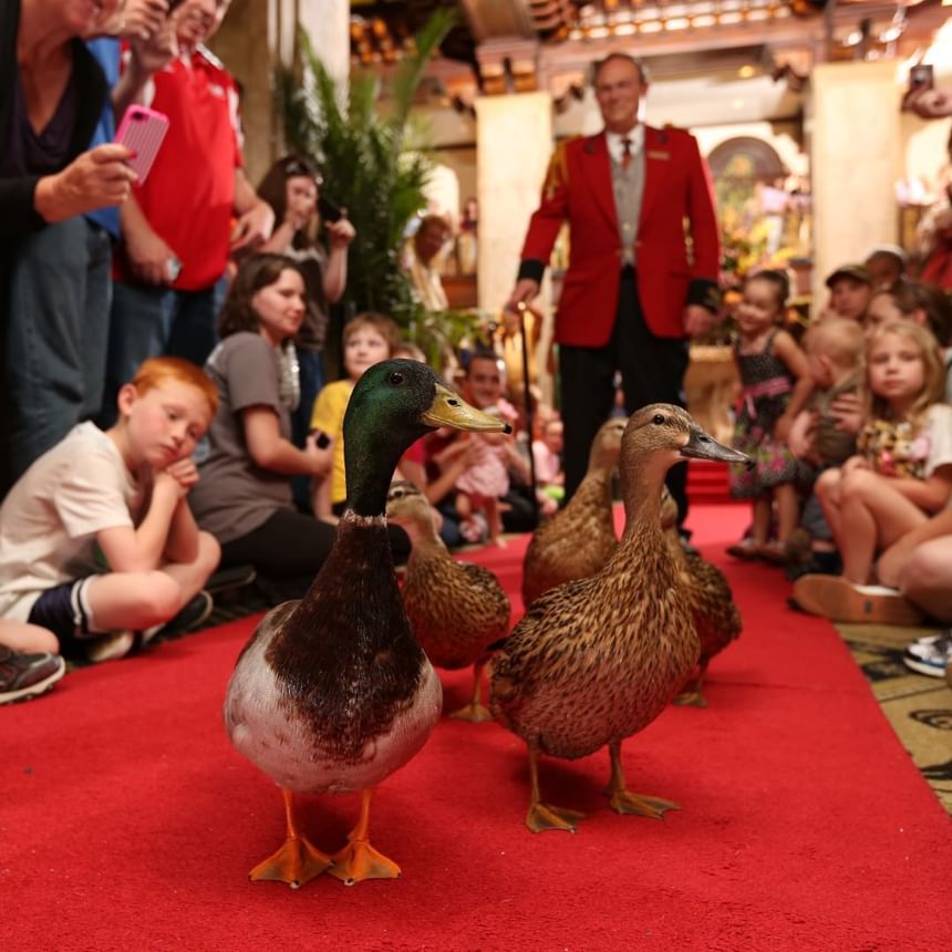 2012 image of Peabody Ducks at Peabody Hotels & Resorts