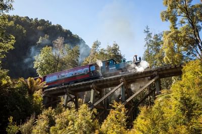 A train passing through the forest near Gordon River Cruise