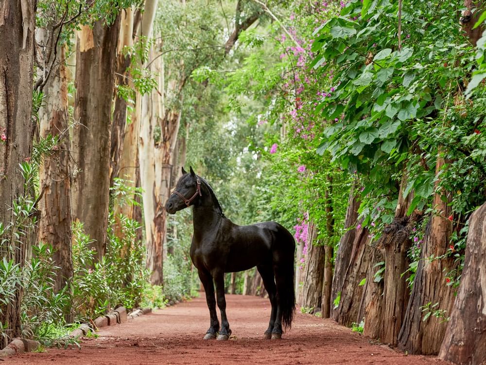 A horse in the pathway at FA Hotels & Resorts