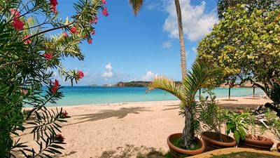 Sunny beach view framed by blooming pink flowers and palm trees along the turquoise ocean waters at Emerald Beach Resort