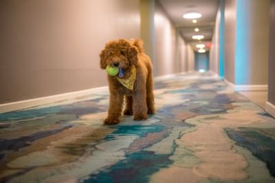 Dog in Hotel