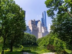 Central Park in Summer, with lush trees and city views peeking through