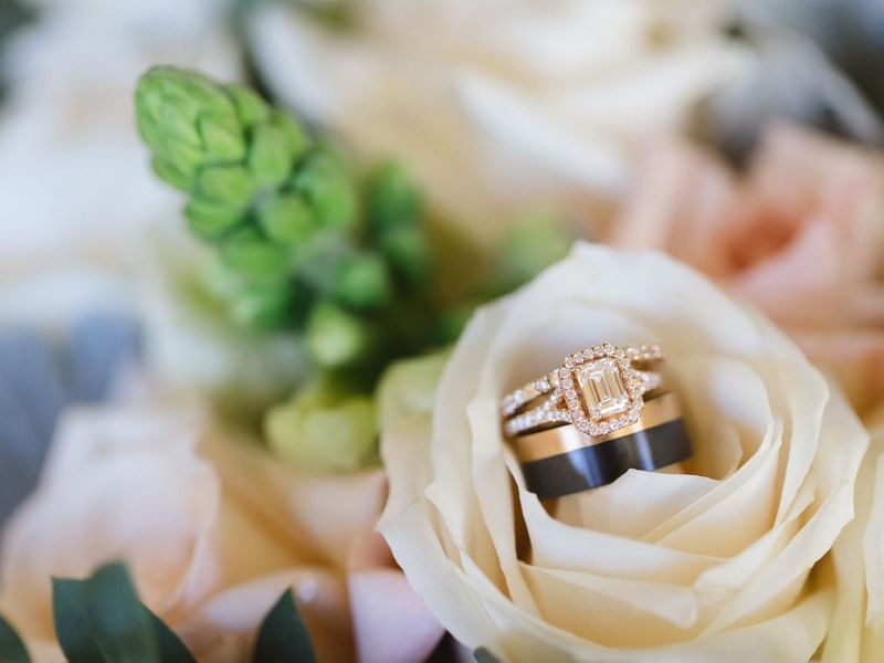 Close-up of a ring and wedding band nestled in a pale rose at Fiesta Americana