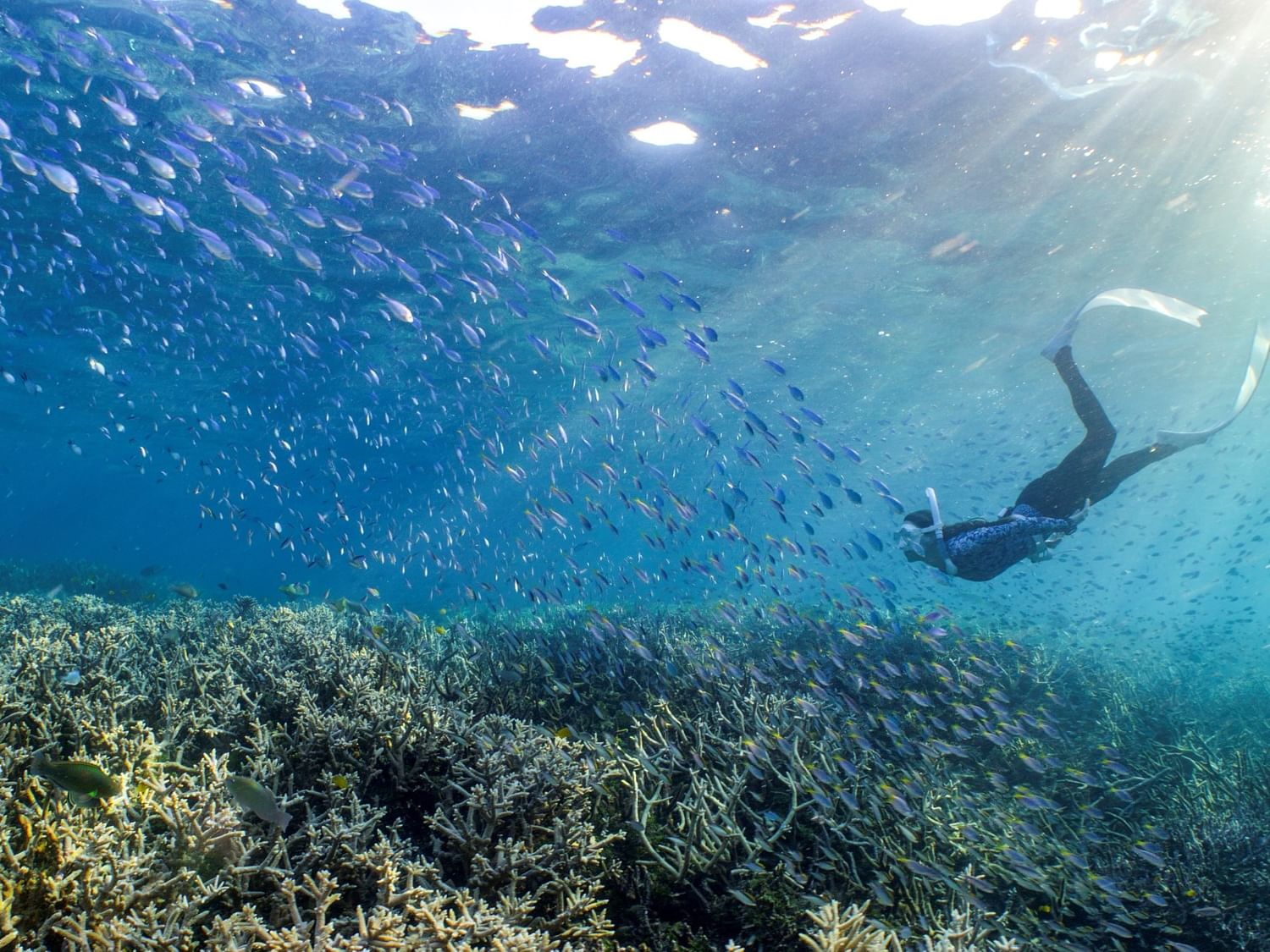 snorkelling on the Great Barrier Reef on Heron Island