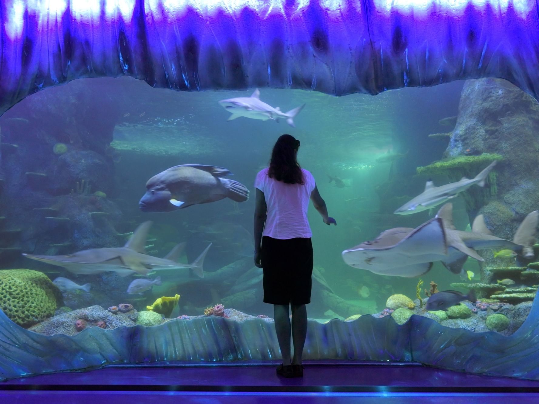 Lady looking at Sharks in Sea Life Aquarium in Sydney
