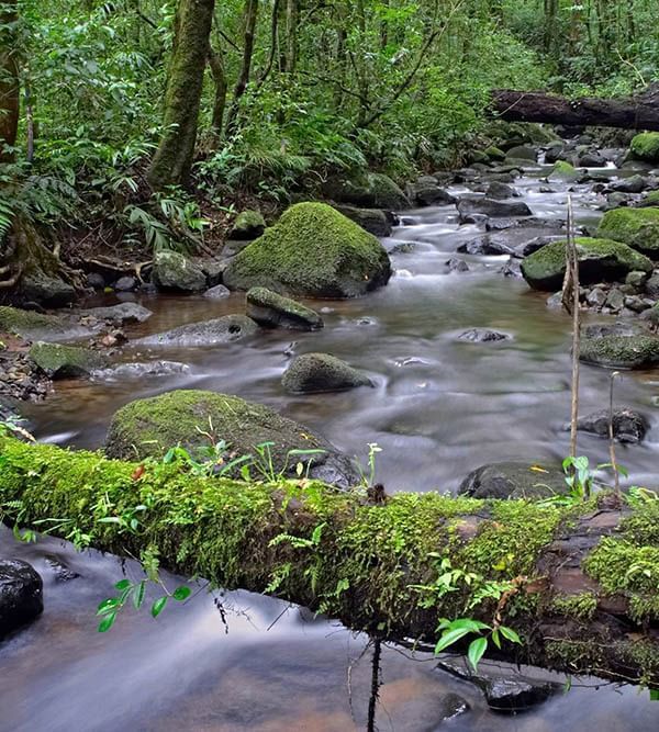 A stream in Monteverde Cloud Forest near Ficus Lodge