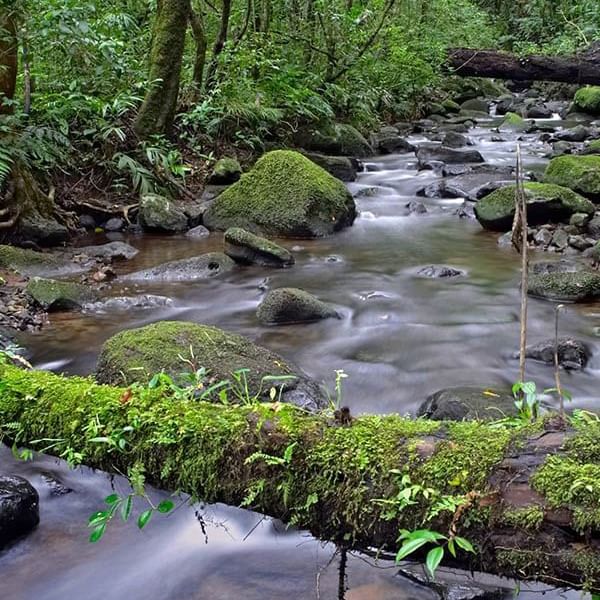 A stream in Monteverde Cloud Forest near Ficus Lodge