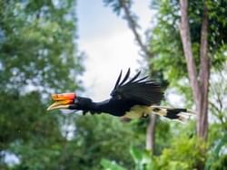 Portrait of a Hornbill bird in KL Bird Park, St Giles Boulevard