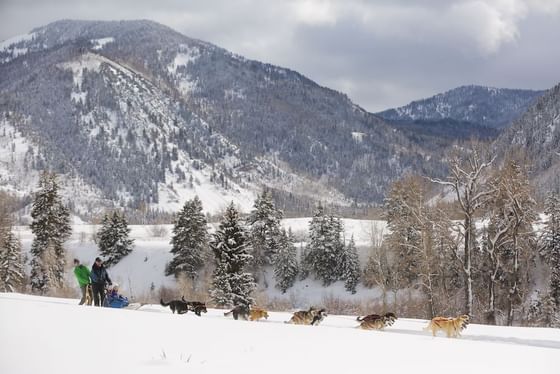 Dog Sledding in Park City