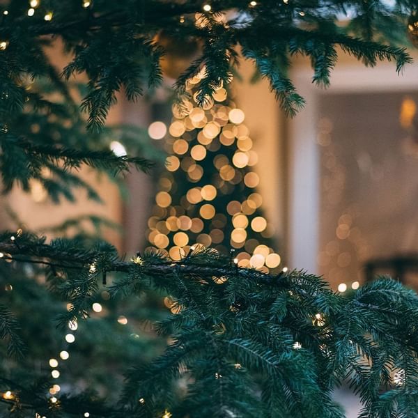 Close-up of a branch of a Christmas tree, Falkensteiner Hotels