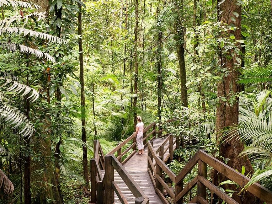Daintree Forest near Silkari Hotel Port Douglas