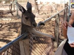 Kangaroo in Greenough Wildlife Park near Nesuto Hotels