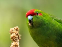 Image of a Red-crowned parakeet seen at ZEALANDIA eco-sanctuary near James Cook Hotel Grand Chancellor
