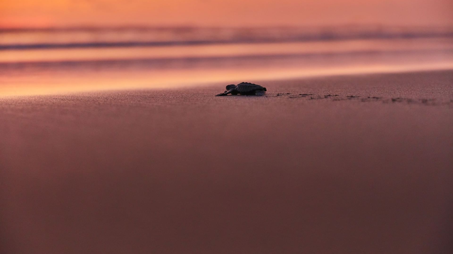 Turtle crawls towards the sea near One Acapulco Diamante