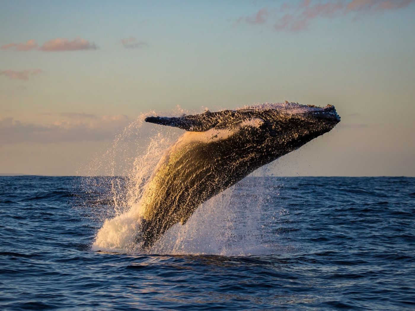 Whale breaching from the Sea near La Colección Resorts