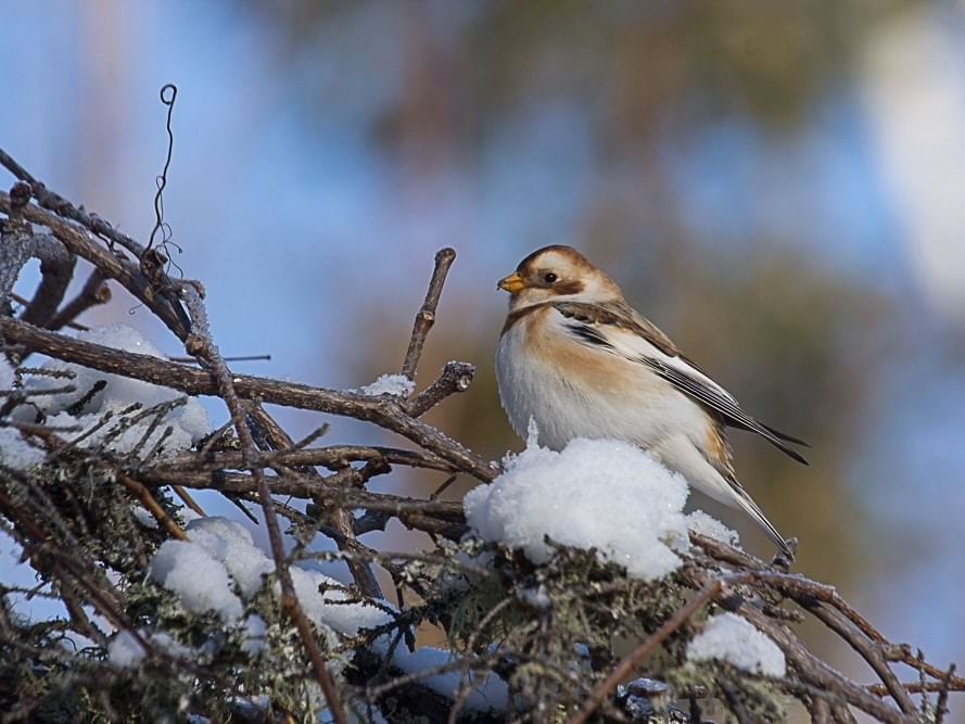 Snow bunting bird on a snowy tree branch near High Peaks Resort