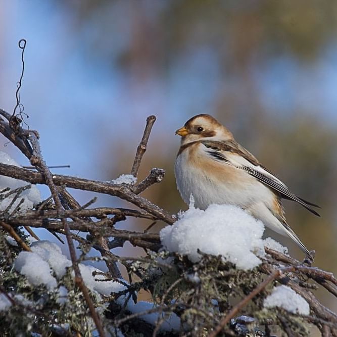 snow bunting bird on snowy tree branch © Ed Kanze