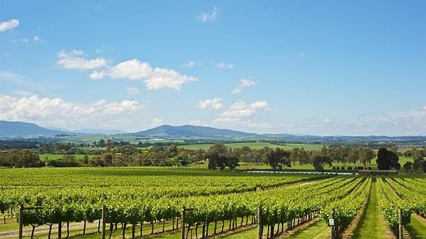 A field of wine trees at Yarra Valley near Novotel Melbourne