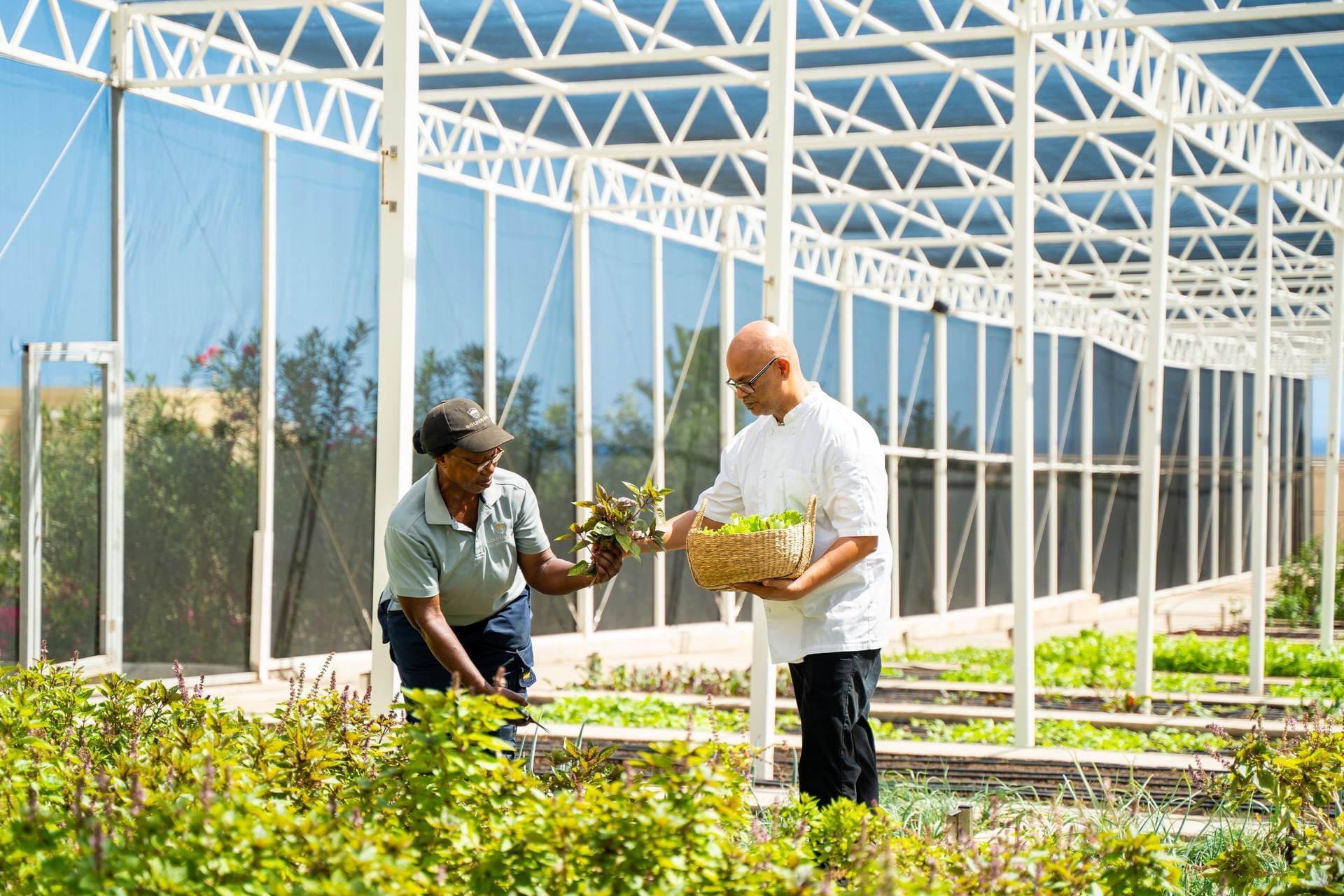 Gardener giving fresh herbs to man in a sunlit greenhouse surrounded by vibrant greenery at Golden Rock Resort