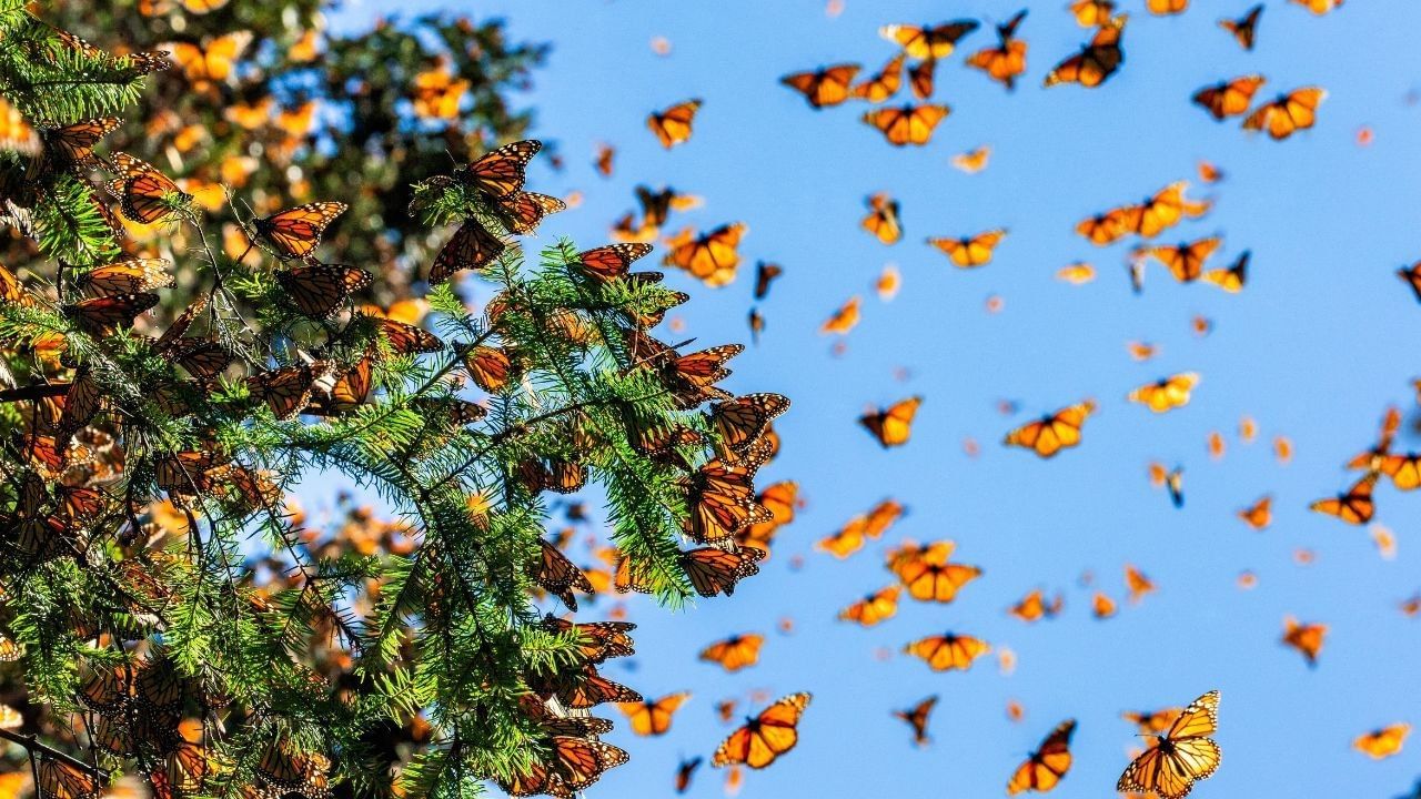 Miles de mariposas monarca naranjas agrupadas en ramas de pino bajo cielo azul cerca de Camino Real