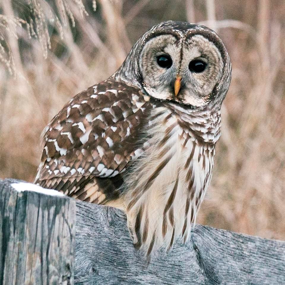 Image of a Barred Owl sitting on a fence at Alderbrook 