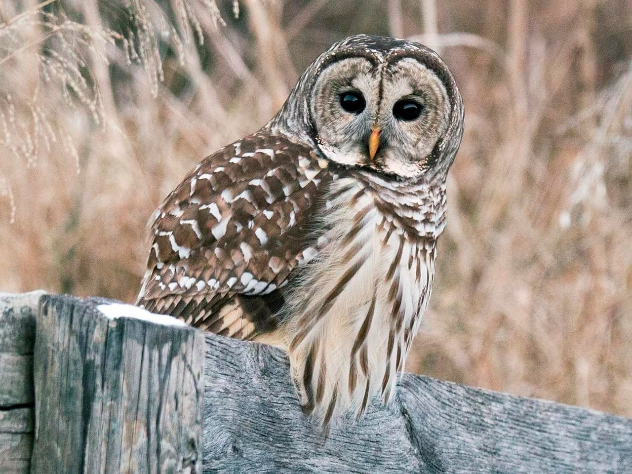 spotted-vs-barred-owl-alderbrook-blog