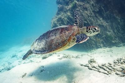 Turtle swimming close to seabed near Heron Island Resort