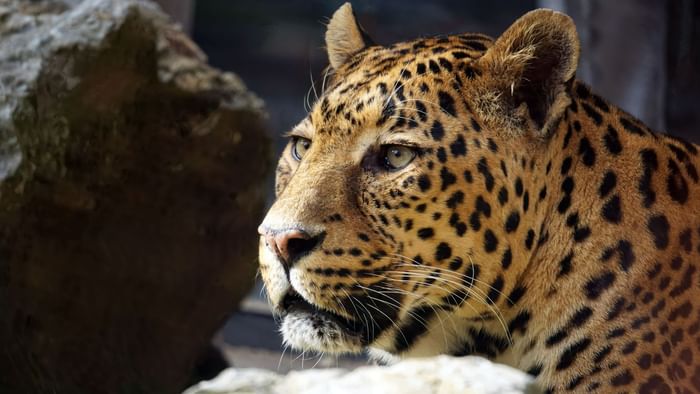 Closeup of a tiger in Beauval Zoo near The Originals Hotels