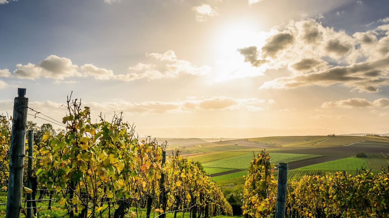 Vineyard with rolling hills and sun in sky