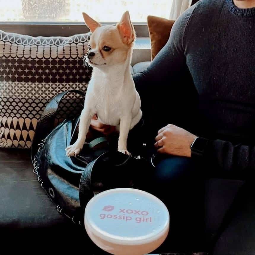 doggie cocktails at the empire rooftop bar