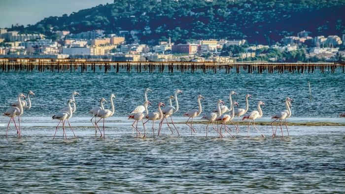 Flamingos in the water at Letang De Thau near Originals Hotels