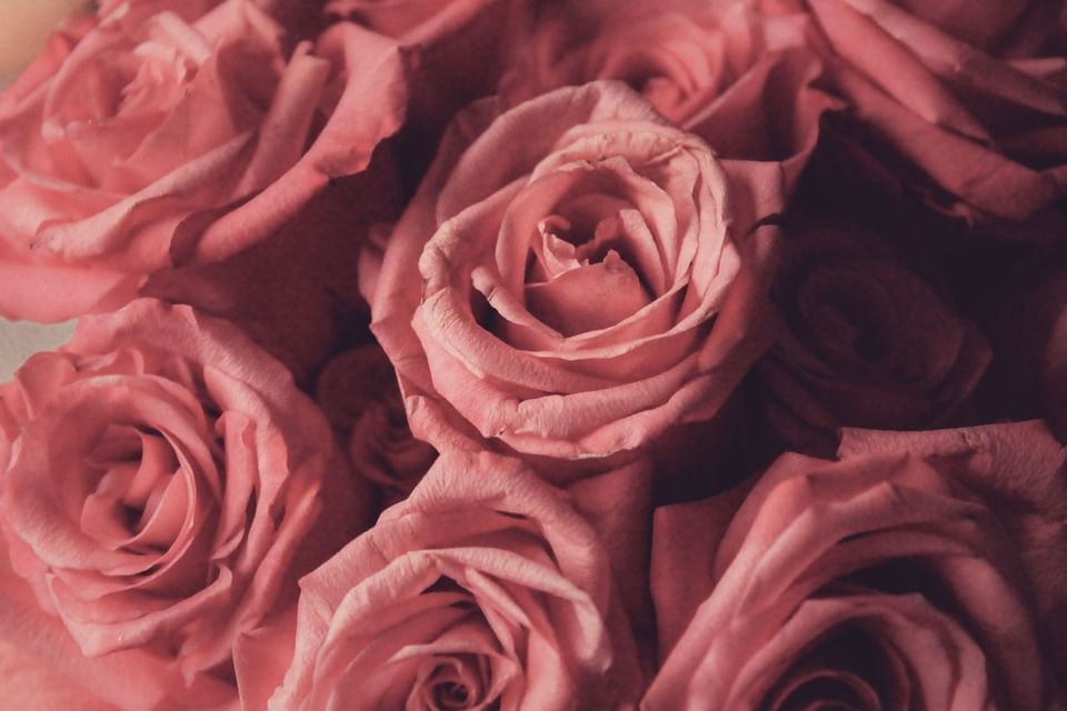 Closeup of Bouquet of red roses at The View Eastbourne
