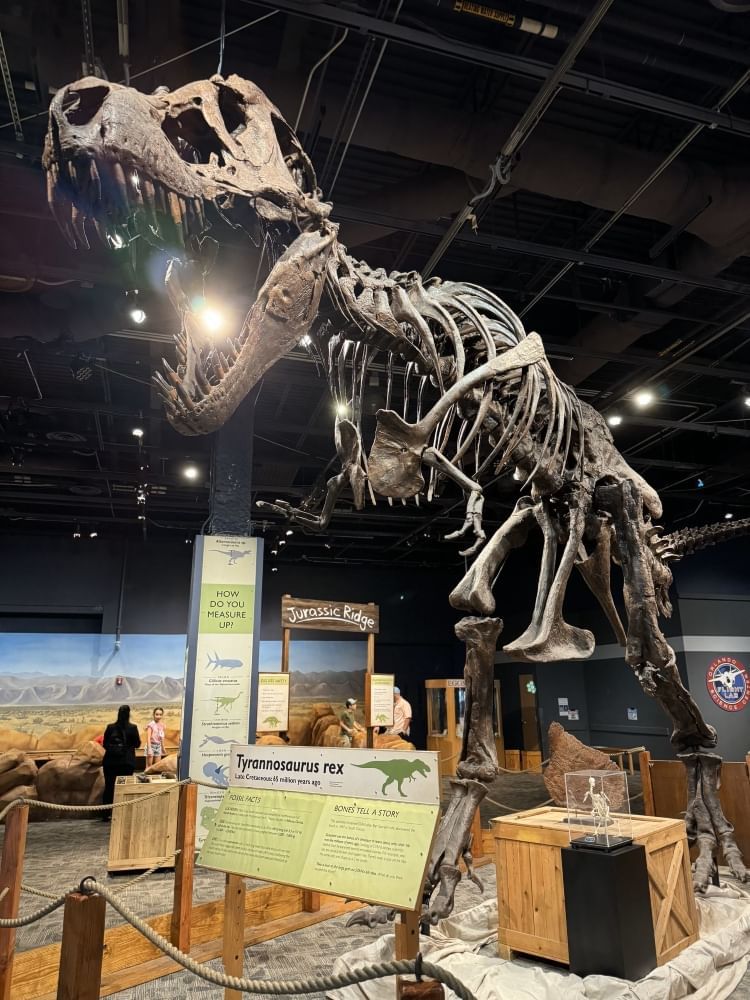 A towering T-Rex skeleton looms over a museum display.