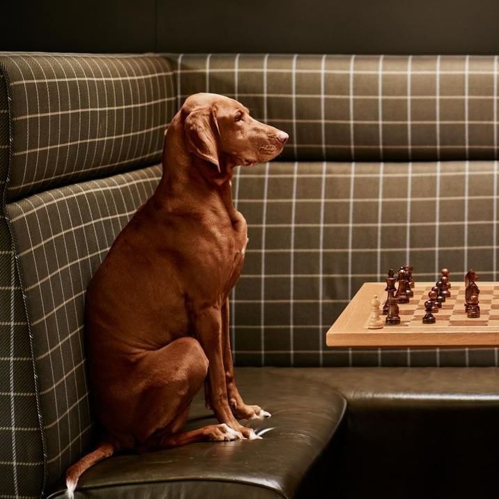 Person spielt Schach an Tisch mit Hund, der auf gemusterter Bank mit kariertem Bezug sitzt.