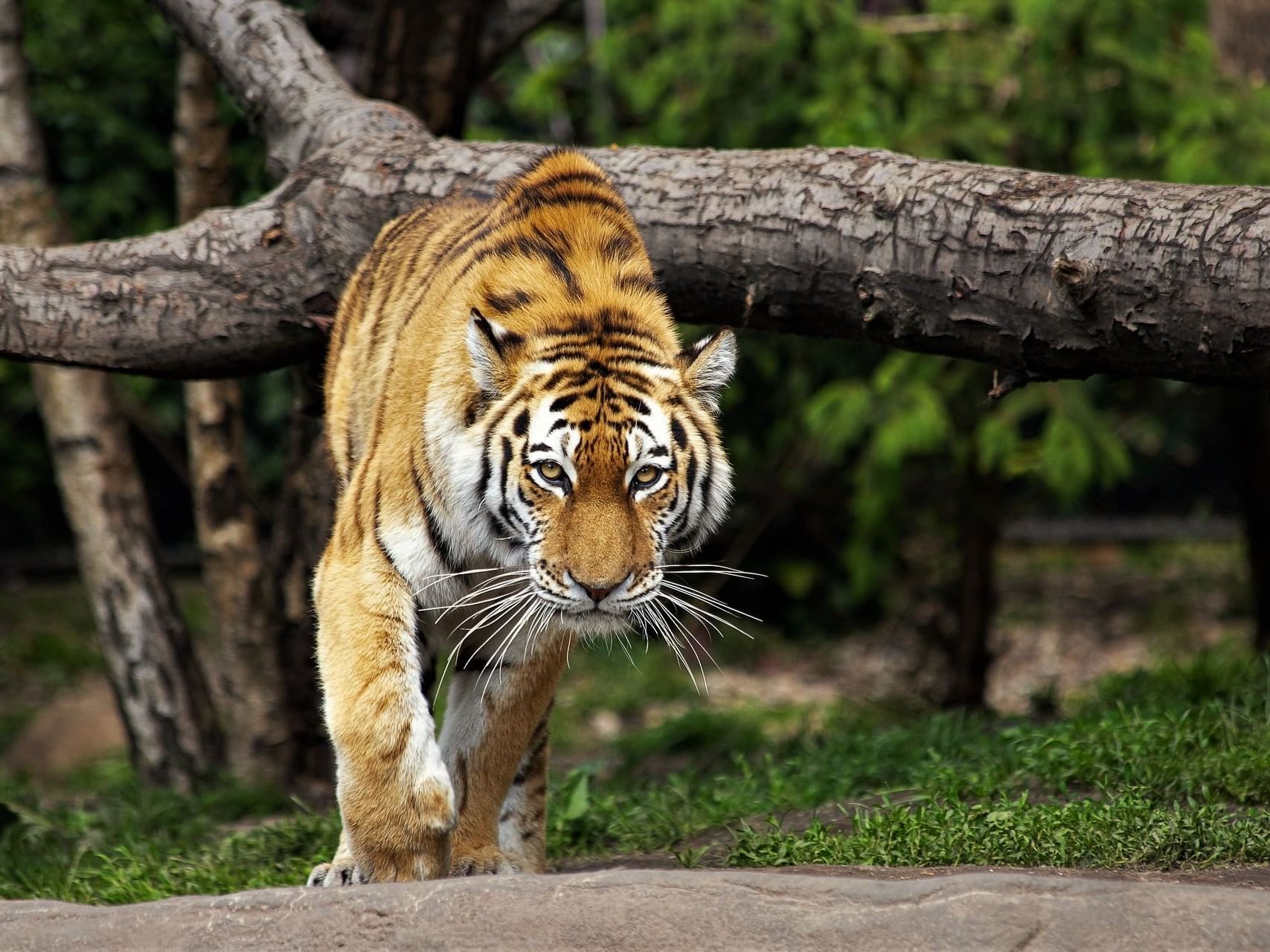 Jardim Zoológico de Lisboa 